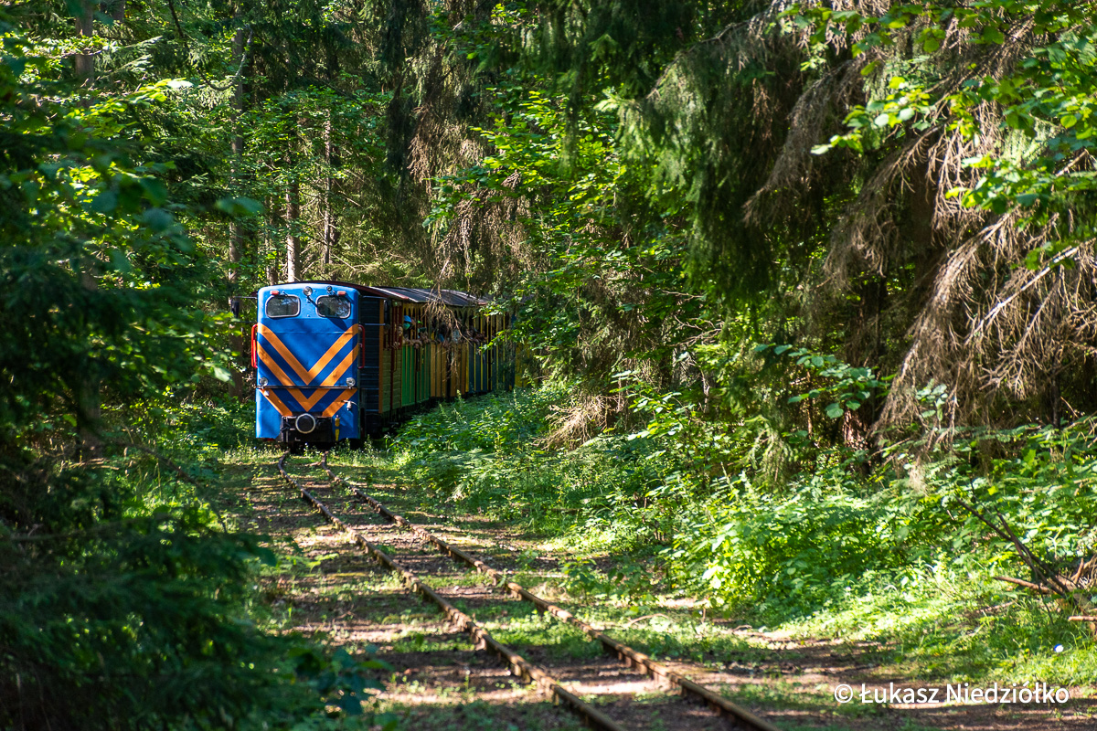 Przez leśną gęstwinę