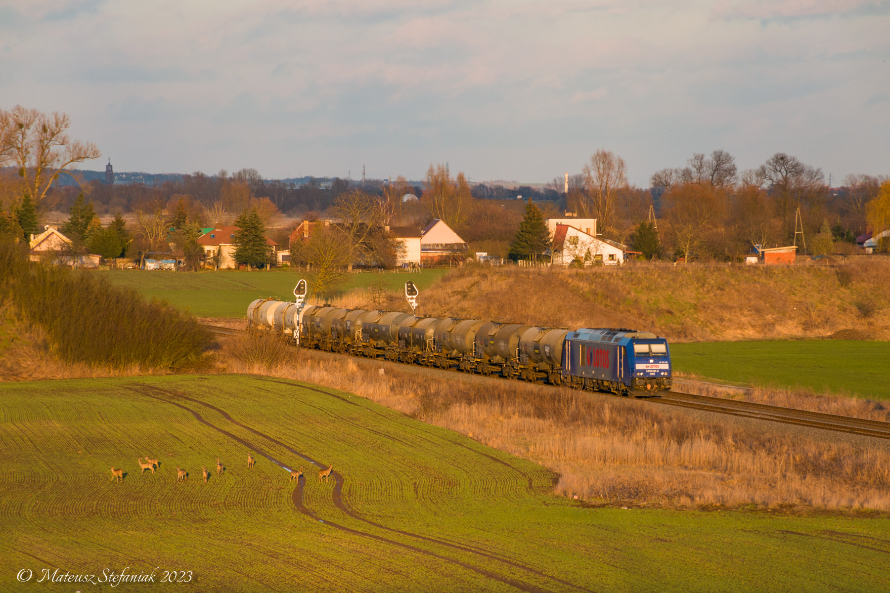 Lotos z Wierzbna