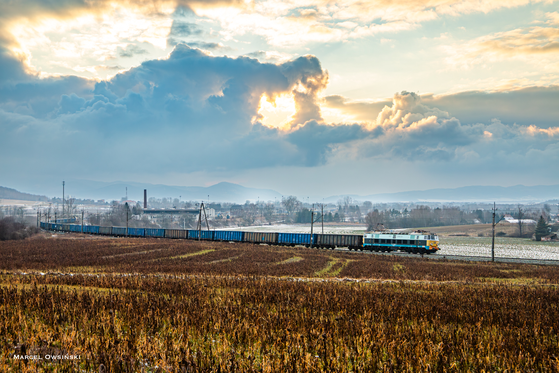 Żółte czoło z Kamieńca