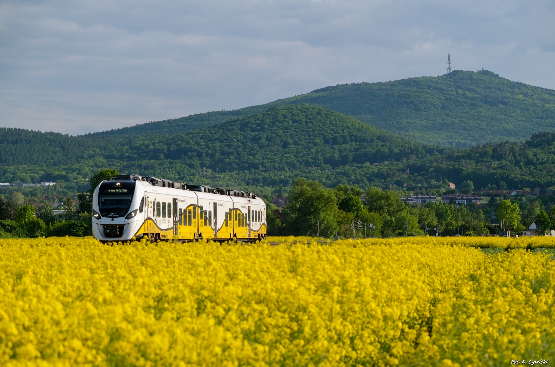 Rzepaki pod Ślężą