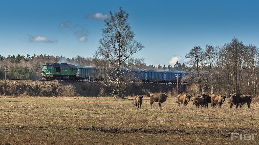 Teraz kolej na żubra