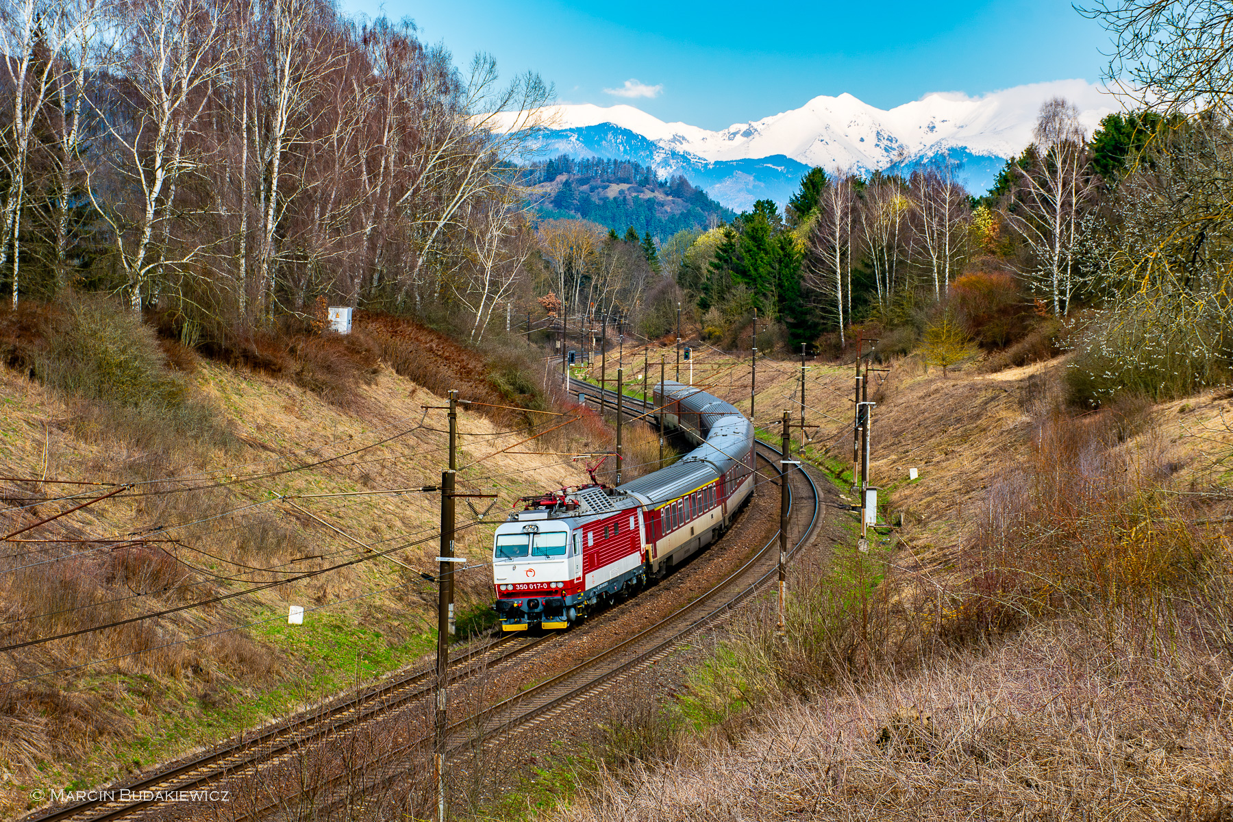 Gorila w naturalnym środowisku