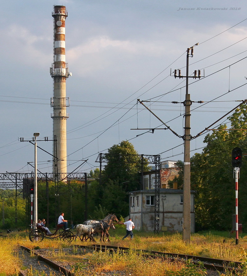 Regio "Dwie klacze i dwa źrebaki"