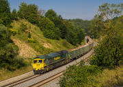 Polowanie na szerszenia