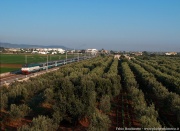 "Tortoise", night train and olive trees