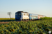 Sulzer w polach słonecznika
