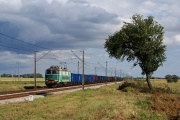 Rekin z pyskiem wciąż zielonym