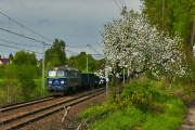 Wiosenny byk