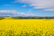 Rzepak w Czarlinie