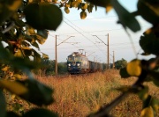 Szerszeń w jabłoni