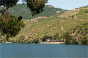 Gouvinhas