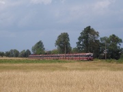 Woodstocki