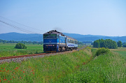 Nurkowanie pośród maków.