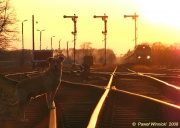 Suczka nastawniczego