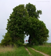 "Brama św.Andrzeja"