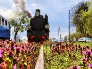 Przecierając kwiecisty dywan