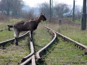 Kozioł nieoporowy :)