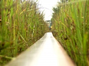 Z mrówczej perspektywy