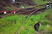Stój! Wykolejnica na torze!