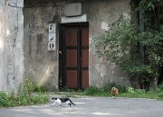 Zwierzyniec na węźle